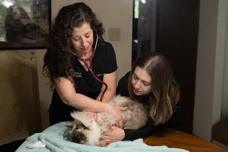 Veterinary staff examining a cat on a blue towel.